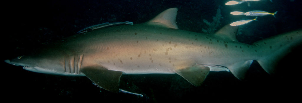 eec9070f-d036-4699-924d-64f4a3db3e95