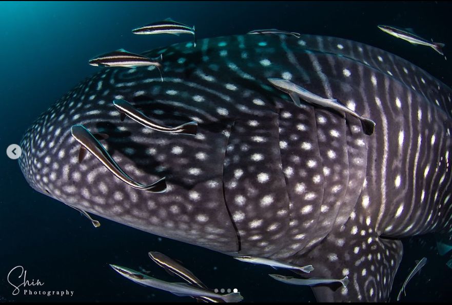 a7c7f7ee-418b-472b-ae97-68025504f7ee