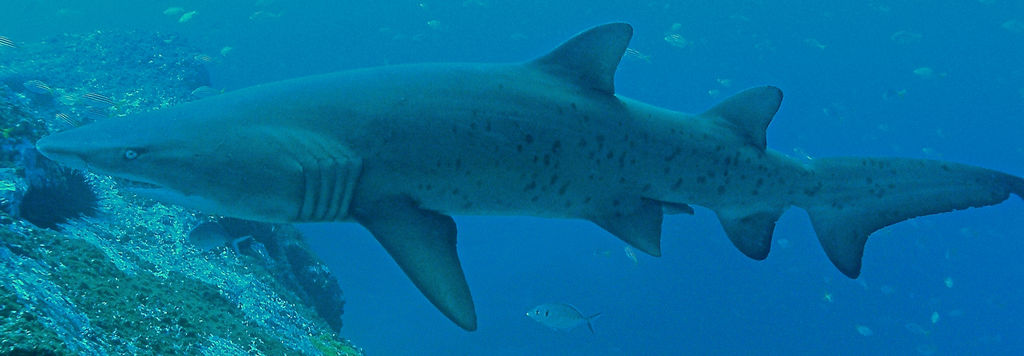 9a787d97-d033-4999-b077-900e770179b8