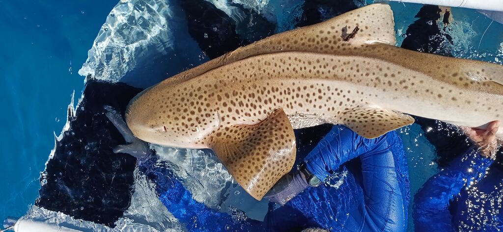 8f532bc2-2e0a-468f-b963-ce54a70792ef