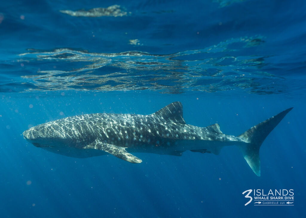 c4adc1e1-4952-4b3e-9ebd-adc9a9ad8da3