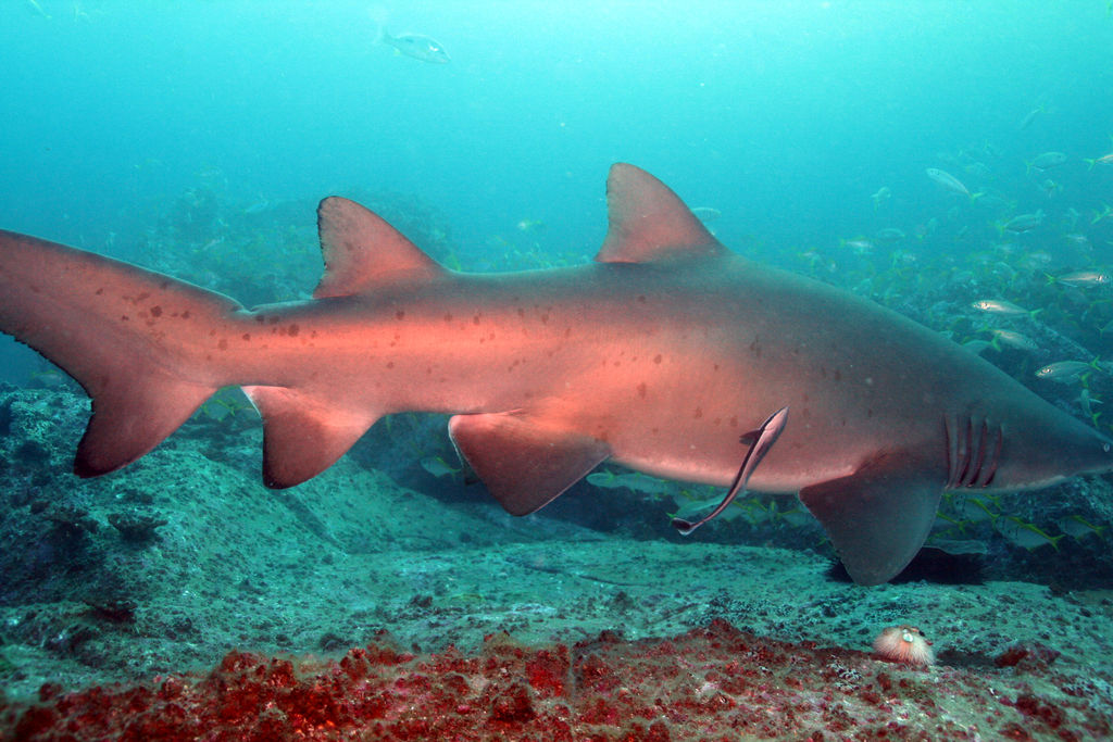 493e8e9f-4eac-4368-b000-0ca883a5c91b