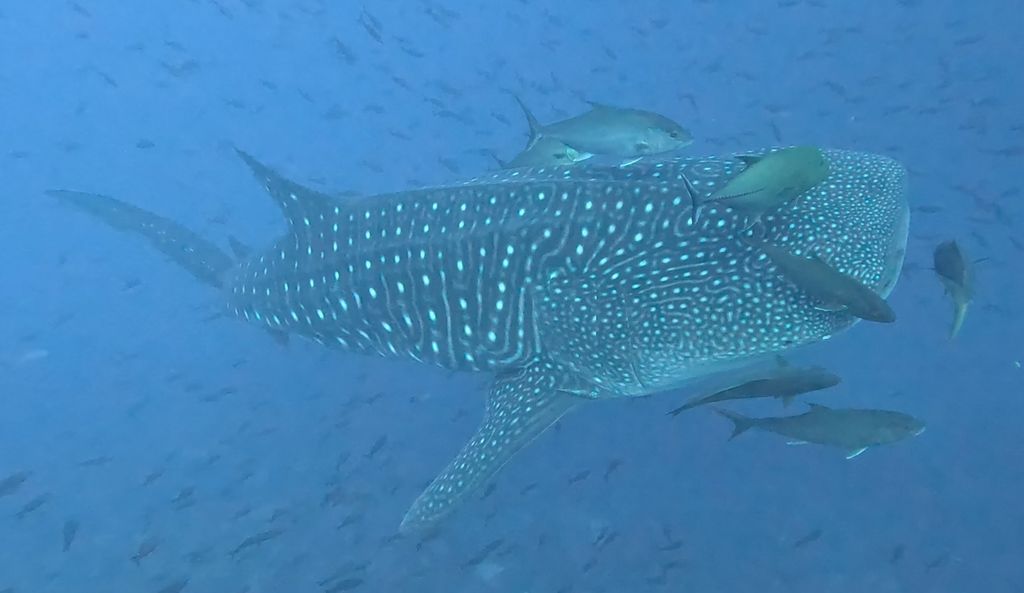 27147bab-a5be-4732-b3b7-94fdda5a3ead