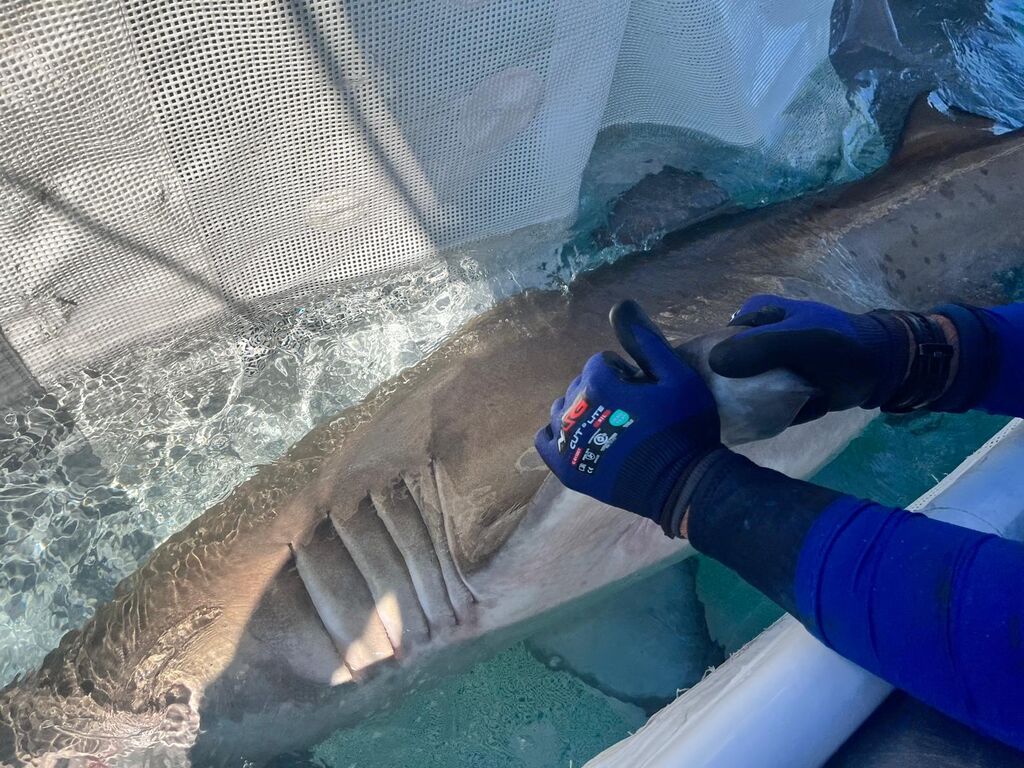 747dbaad-aea3-41c9-8510-97b3cc246897