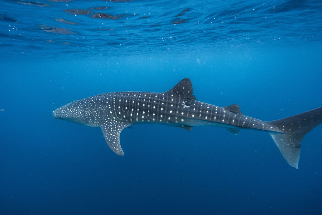 1271d86d-0d87-41e8-a31f-8e8b4a63ec02