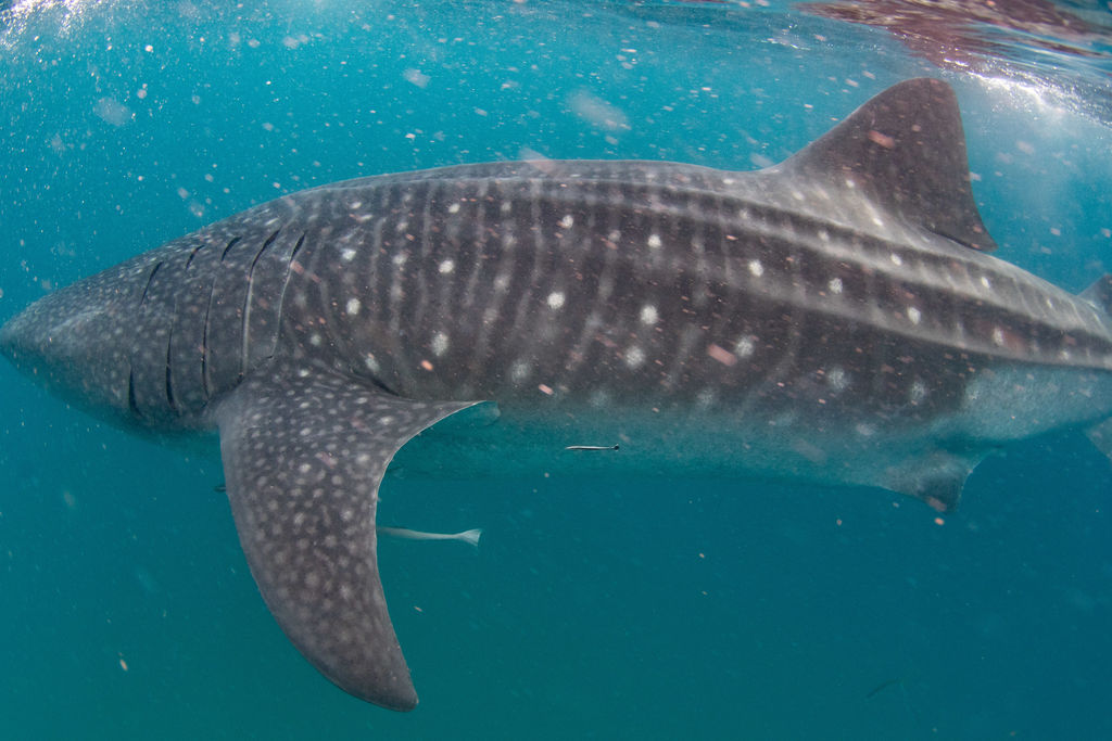 c49ef15b-ec0e-49a6-9cc3-5f451e0ac950