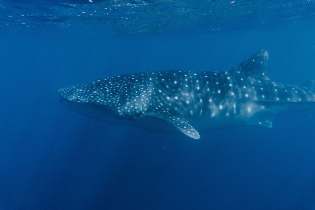 13caca42-3421-46e7-a599-2251be7e220f