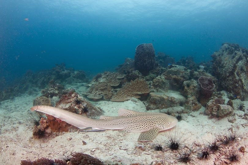 cc1f1bf4-2018-4e6d-86e5-4e47fde1a16a