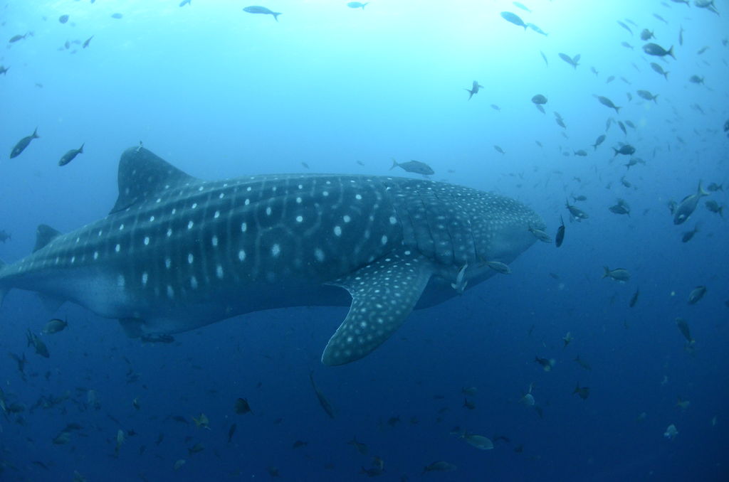 73edce50-8403-4c68-869e-6d94e1cc9fb3