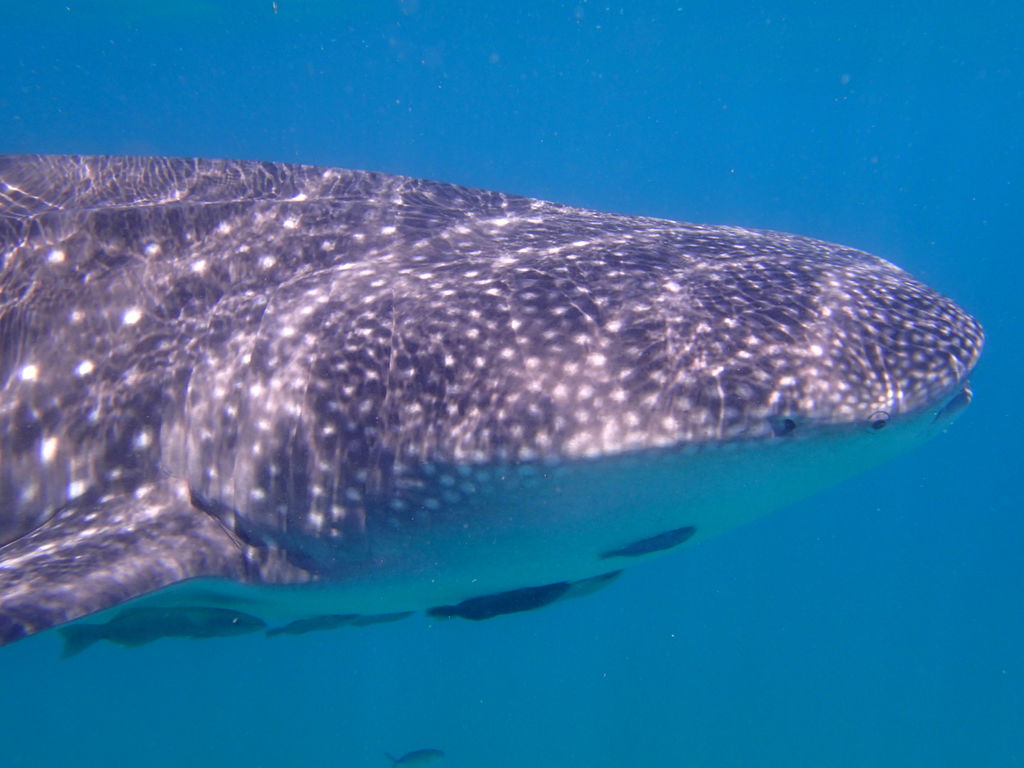 bbad12b4-09cd-4d36-9a37-fc8370219907