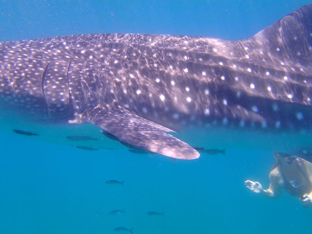 bbad12b4-09cd-4d36-9a37-fc8370219907