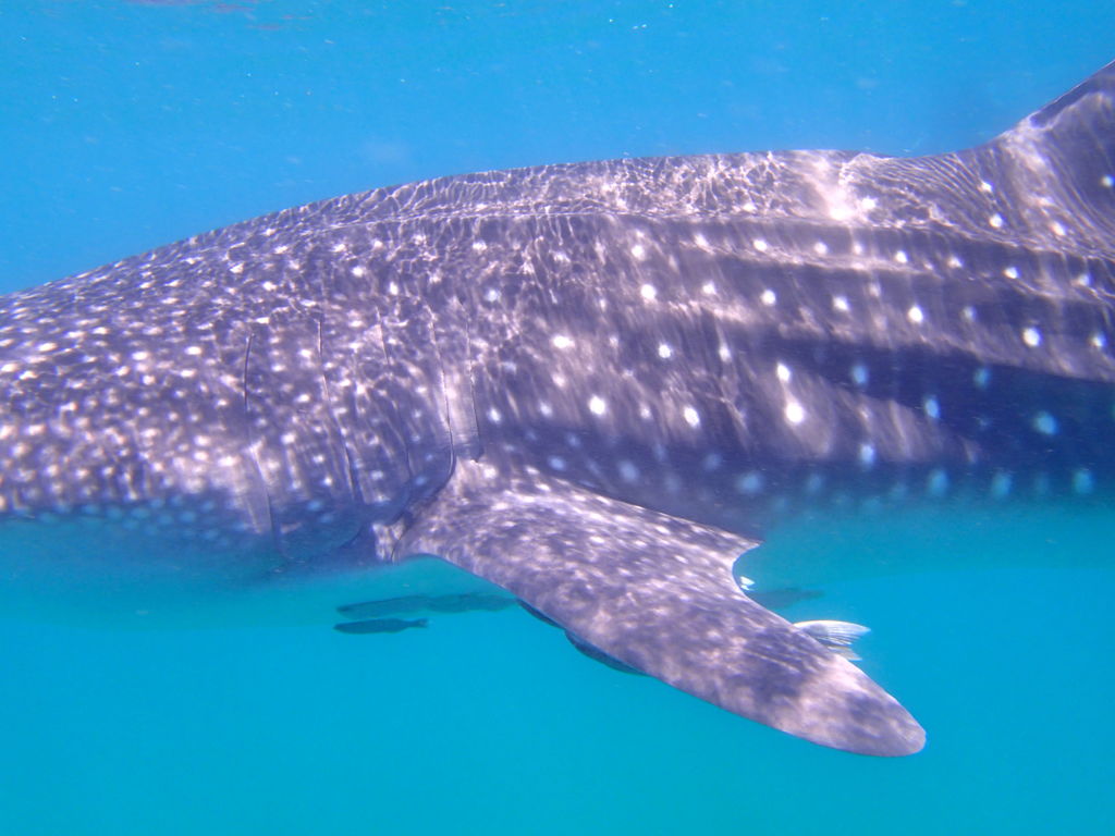 bbad12b4-09cd-4d36-9a37-fc8370219907