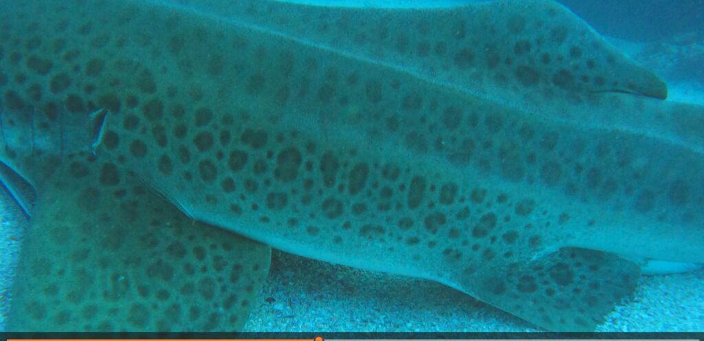 84e56780-f843-4543-99ca-85c0bd31286f