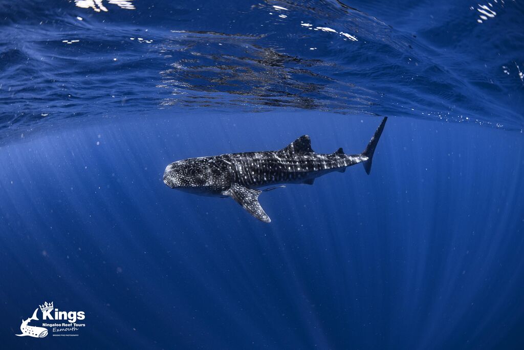 d263cfb4-2488-4cf5-b2ae-fbcebff9a07e