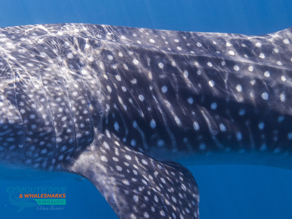 9e9a115f-75ad-434f-a9a3-6f079d6237f5