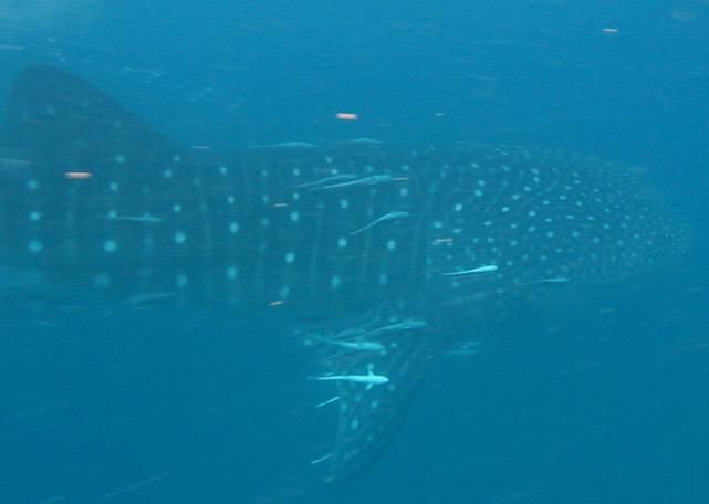 42f0d8d0-5af8-4118-a02c-ae737c5dc86e