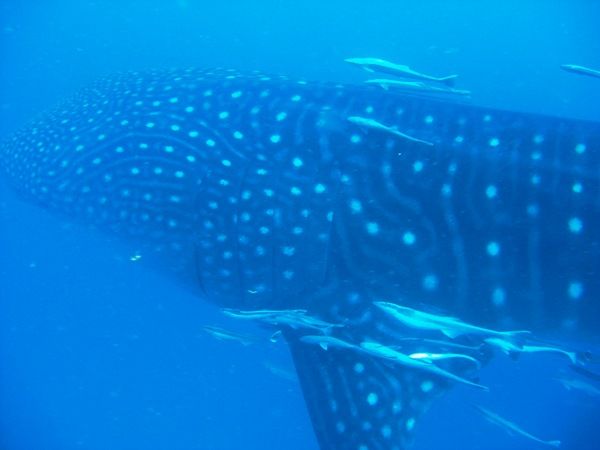 42f0d8d0-5af8-4118-a02c-ae737c5dc86e