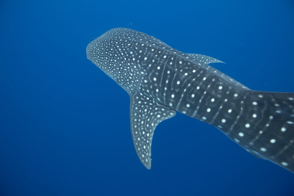 514d862c-c41f-4006-bd90-e92034fd11f3