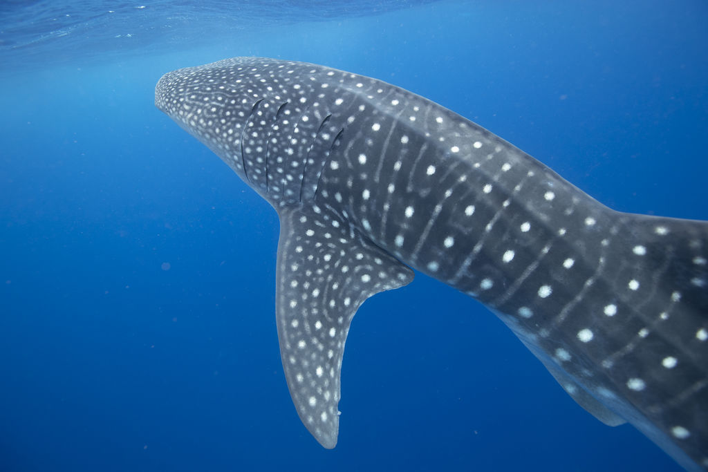 514d862c-c41f-4006-bd90-e92034fd11f3