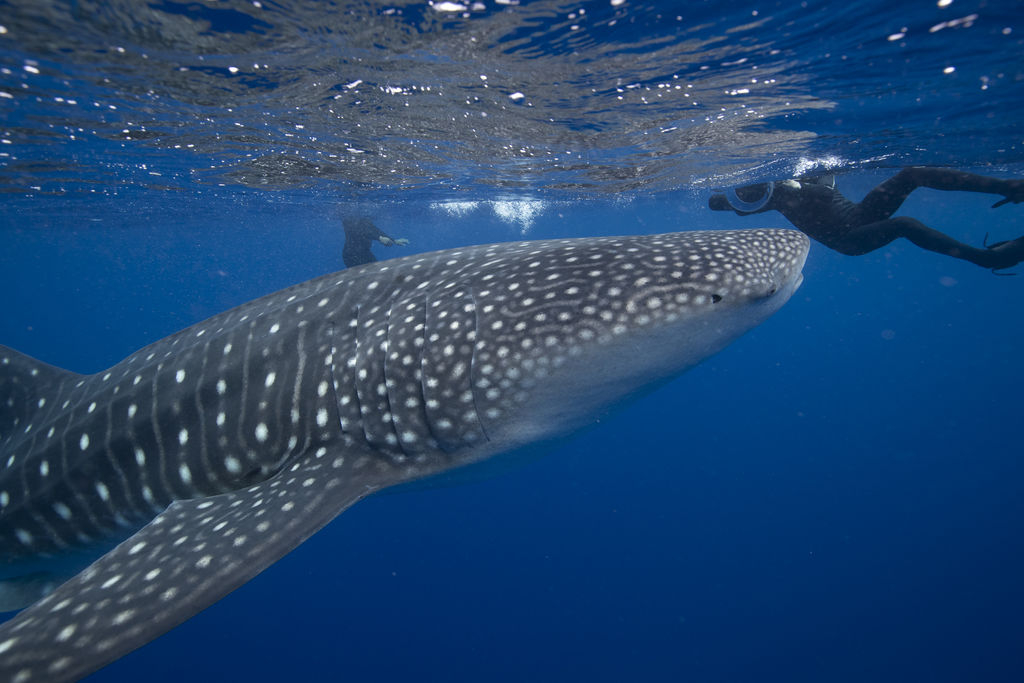 514d862c-c41f-4006-bd90-e92034fd11f3