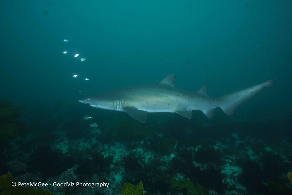 2439df16-597a-4675-88ae-6adfc3f73574