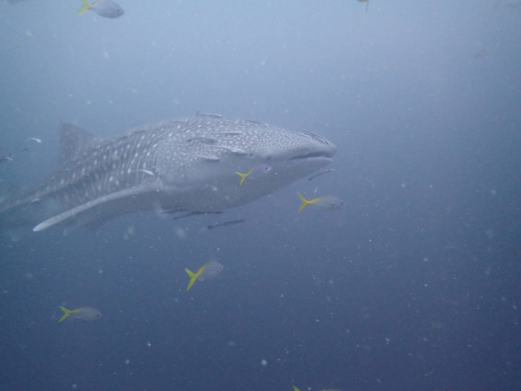 c51af935-f29d-4c76-9762-cf68edbd4b42