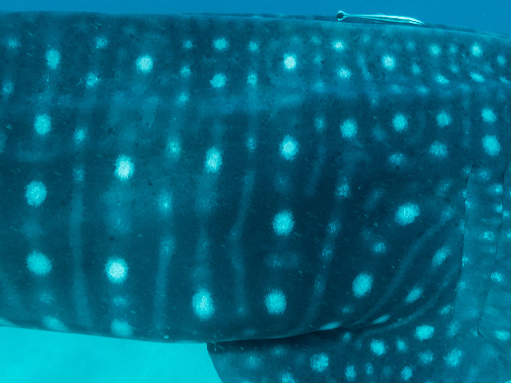 996e4566-6d36-46d3-8d33-11429795421d