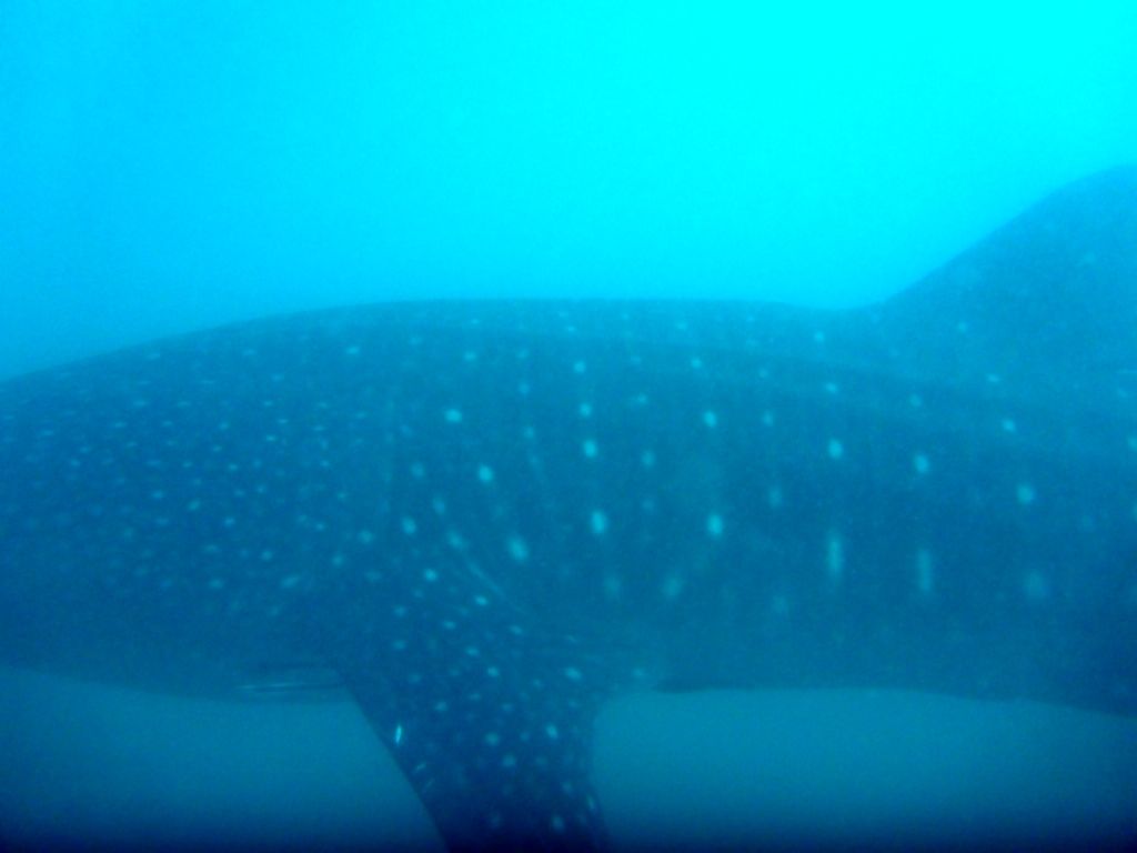 07cc0317-1a5d-45f9-a577-abba270728cc