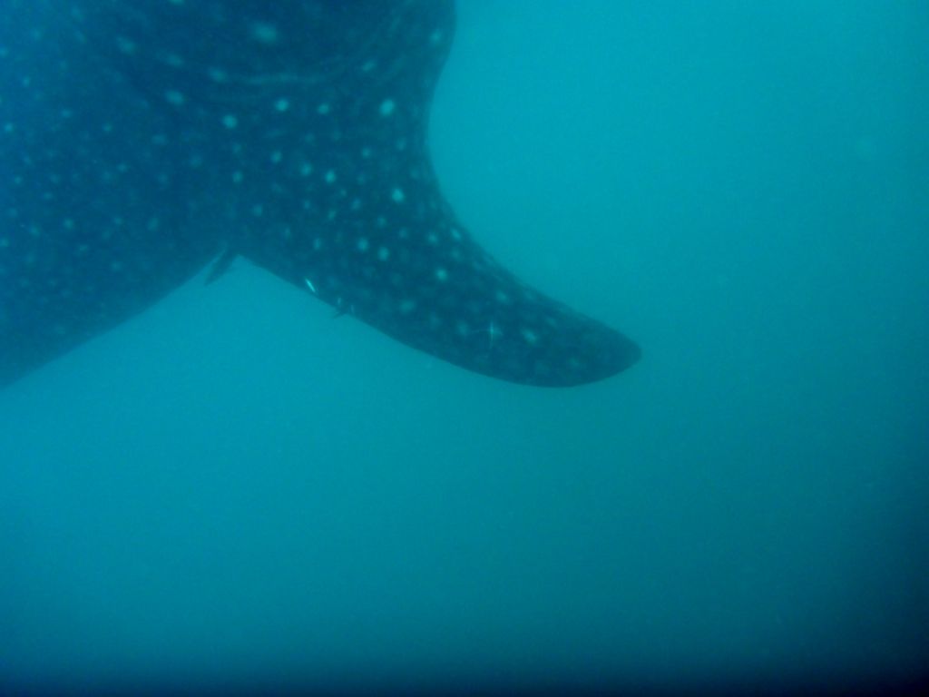 07cc0317-1a5d-45f9-a577-abba270728cc