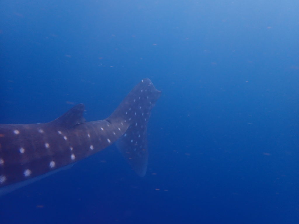 6ee268aa-d537-43ec-ba4f-45ad6c358328