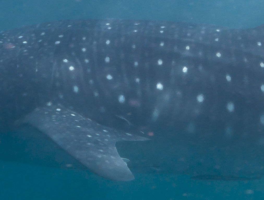 f9986858-d0de-45bf-8981-279020a9f12d