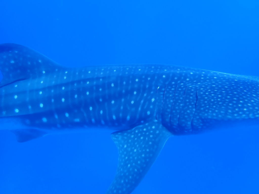 3987cebe-7f8e-42ba-8aea-0f2608c9ffa1