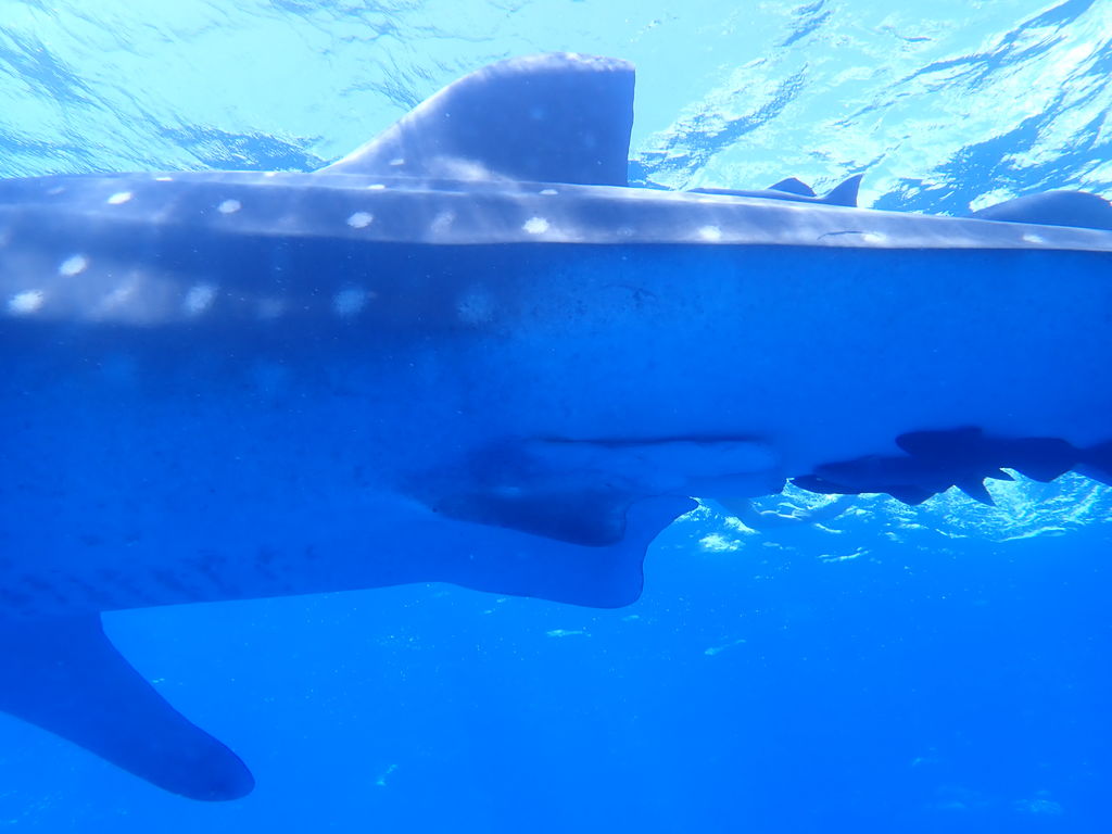 3987cebe-7f8e-42ba-8aea-0f2608c9ffa1