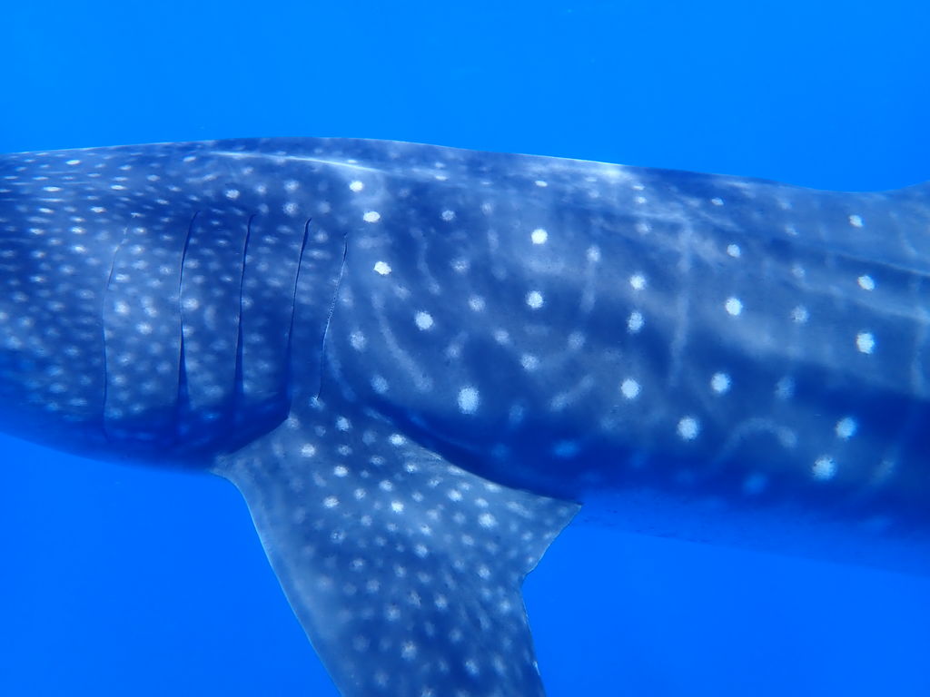 3987cebe-7f8e-42ba-8aea-0f2608c9ffa1