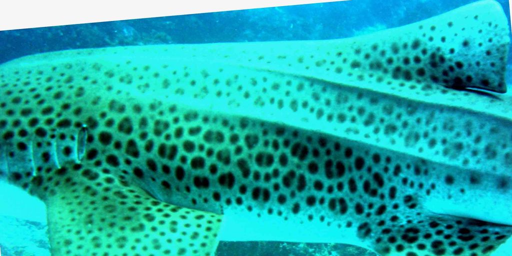 21a6c1dc-ac43-4e30-9b4f-73e60d821ead