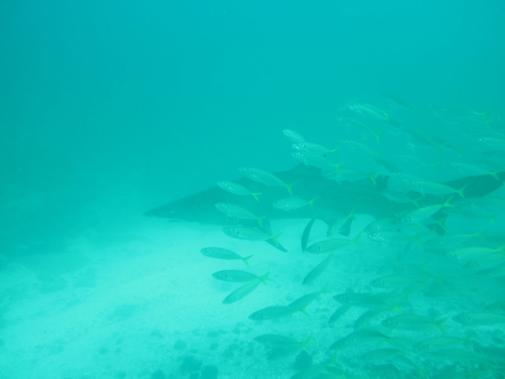 ca877315-59fd-442f-8bca-e6186ba908b4