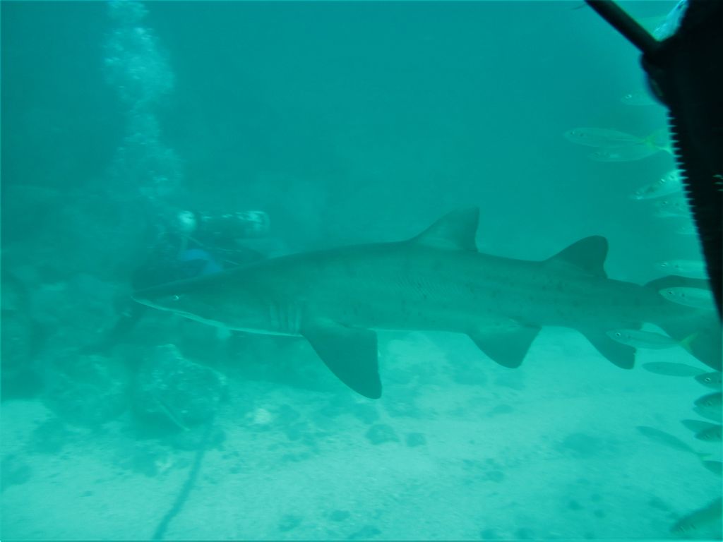 ca877315-59fd-442f-8bca-e6186ba908b4