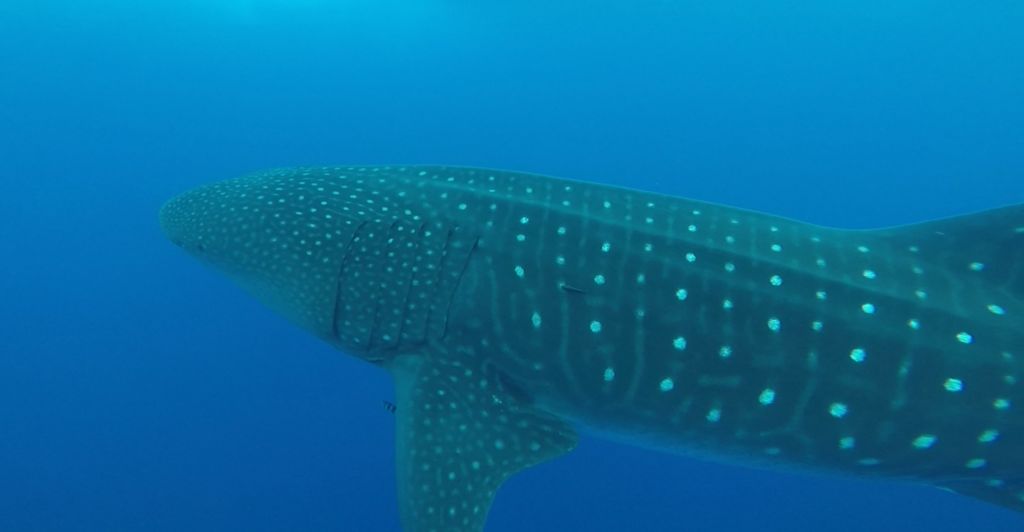 a0e2961a-76ba-4a87-bc8b-6435d3f5cc15