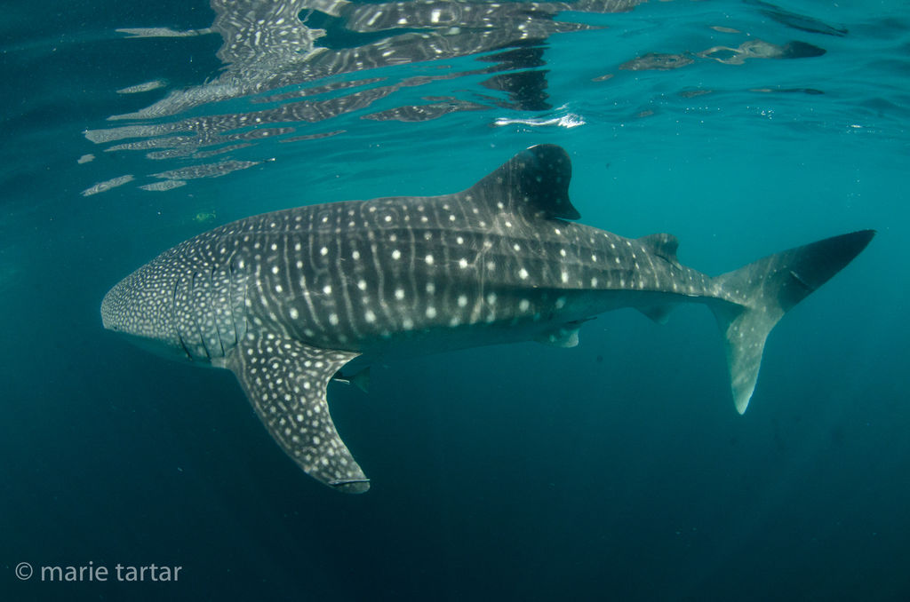 cfafc4bd-d93c-4bcd-a464-8b69f4df4276