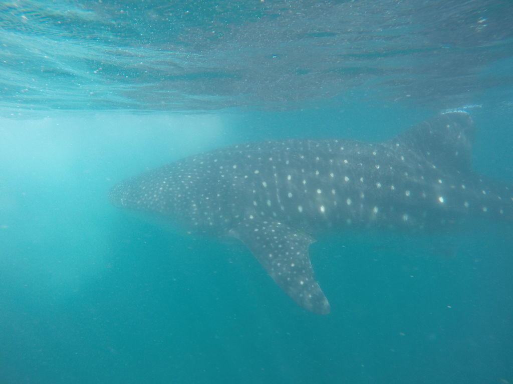 5985d58b-a947-4f32-9d8d-3e4c6a03484c