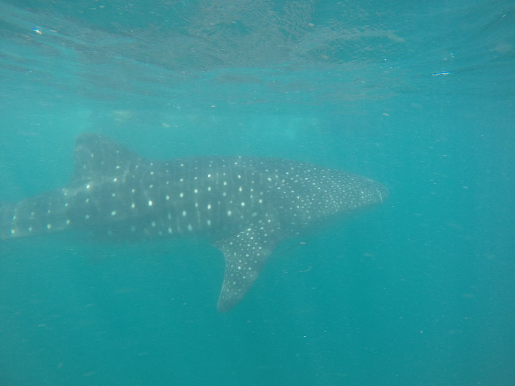 5985d58b-a947-4f32-9d8d-3e4c6a03484c