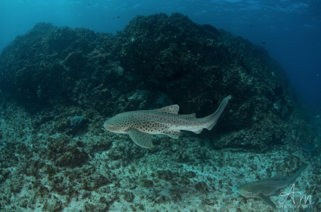 ed7820e4-3372-44bd-b2c2-b3a07b43f7cc