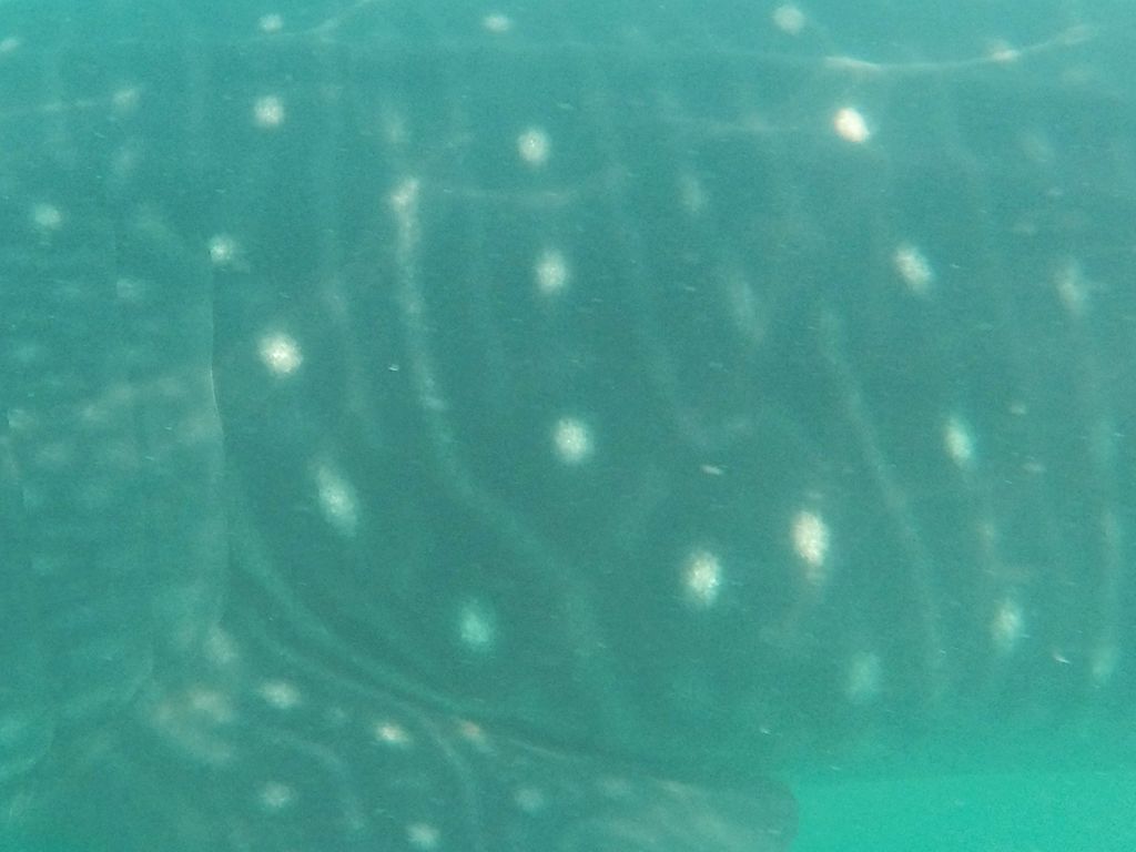 d7edc99f-c29e-498e-9e1f-14fb1878f306