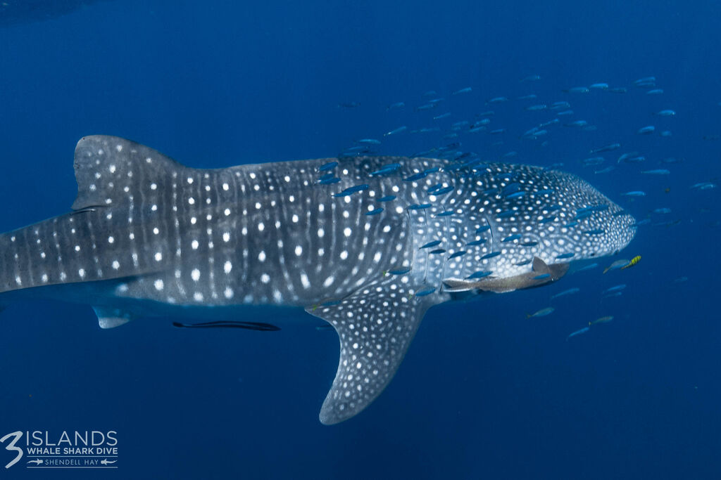 f69ab1c4-fa66-44ed-94d7-1c67cd572827