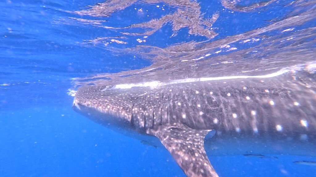 c357aac5-fd66-43bc-82e8-32c04a89a8f1