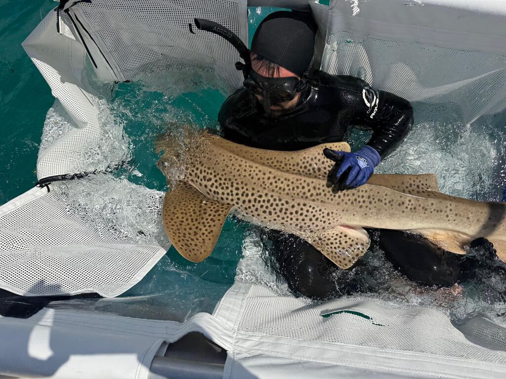 8a06f2c2-01a1-42ca-80bf-0e3f4e488e0a