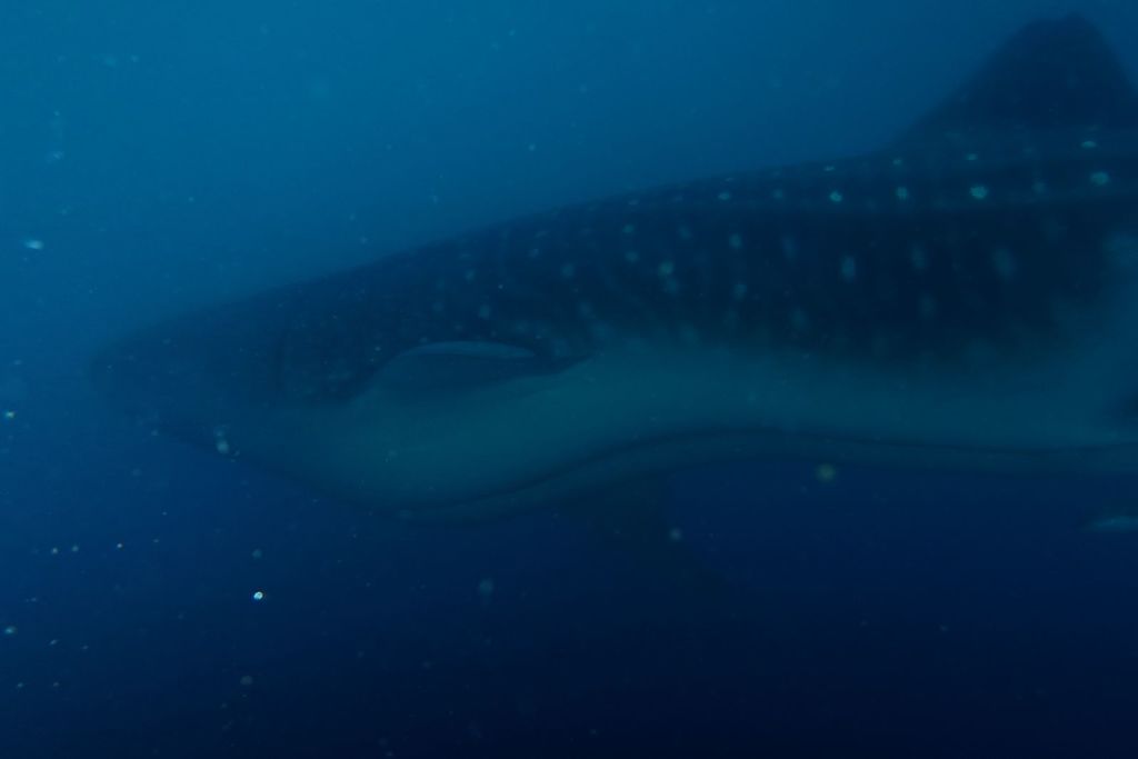 4f344150-2af5-4d14-8f2b-bdd28e11277a