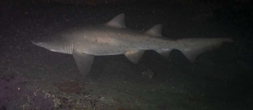 cccbddc7-8ae5-4862-b583-d89694d0d97d