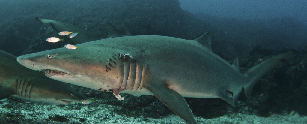 9247a37c-965e-4e2d-9532-9204d28ebfae