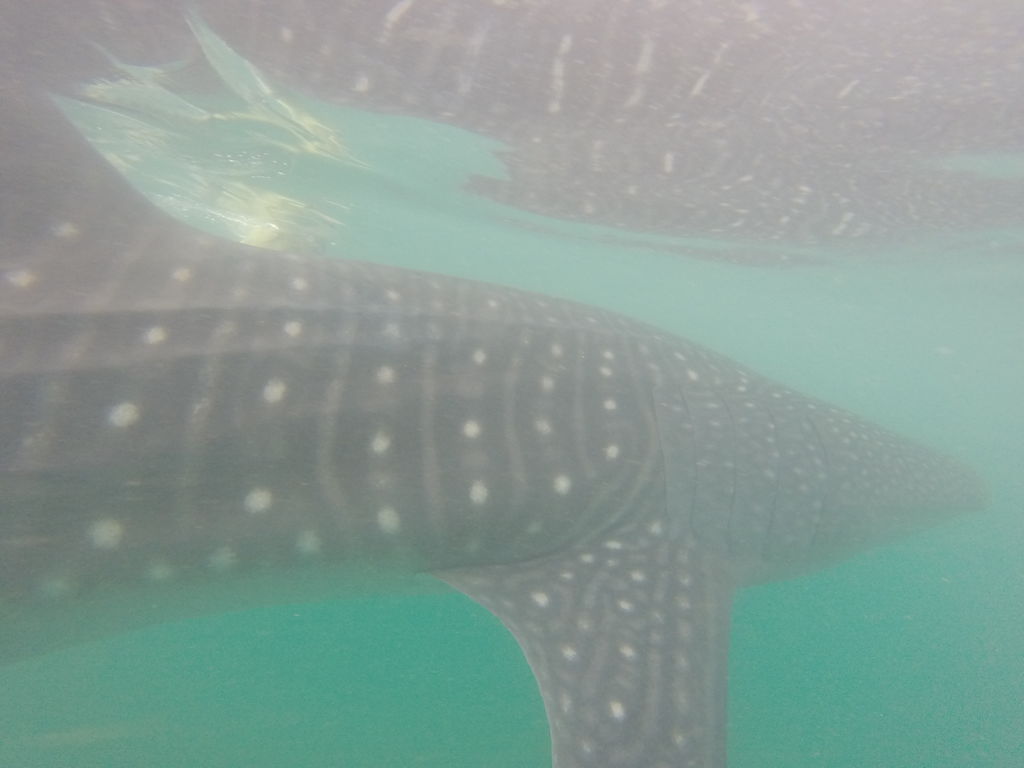 3a8bdfe8-b679-4ed2-9ab2-695dfc625bf9